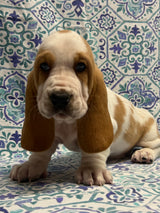 Halo’s Red and White Male (B)- AVAILABLE