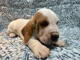 Halo’s Red and White Male (A)- AVAILABLE