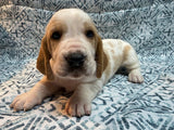 Halo’s Red and White Male (B)- AVAILABLE