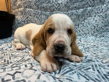 Halo’s Red and White Male (C)- AVAILABLE