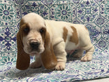 Halo’s Red and White Male (A)- AVAILABLE