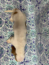 Halo’s Red and White Male (A)- AVAILABLE