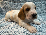 Halo’s Red and White Male (B)- AVAILABLE