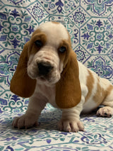 Halo’s Red and White Male (B)- AVAILABLE