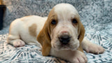 Halo’s Red and White Male (C)- AVAILABLE