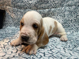 Halo’s Red and White Male (A)- AVAILABLE