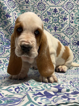 Halo’s Red and White Male (A)- AVAILABLE