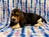 Dutchess’ Tri Color Female A- AVAILABLE