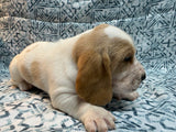 Halo’s Red and White Male (B)- AVAILABLE