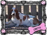 Loretta