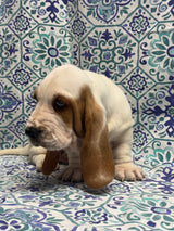 Halo’s Red and White Male (A)- AVAILABLE