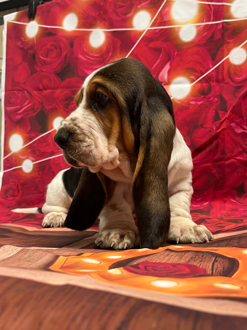 Halo’s Tri Male A-Mr. Valentine (he has a heart shape spot both sides) AVAILABLE!