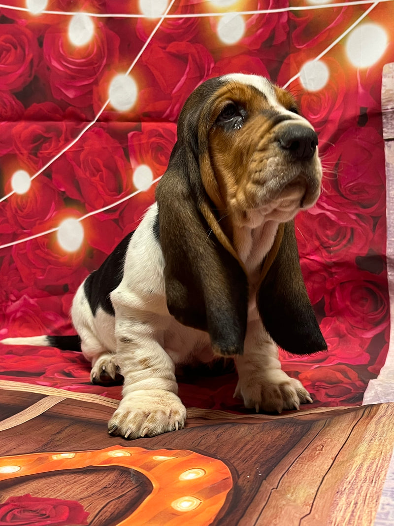 Halo’s Tri Male A-Mr. Valentine (he has a heart shape spot both sides) AVAILABLE!