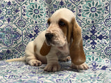 Halo’s Red and White Male (A)- AVAILABLE