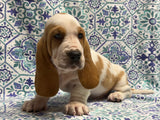 Halo’s Red and White Male (B)- AVAILABLE