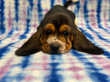 Dutchess’ Tri Color Female A- AVAILABLE