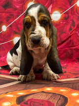 Halo’s Tri Male A-Mr. Valentine (he has a heart shape spot both sides) AVAILABLE!