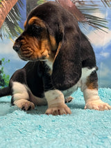 Flossie’s Tri Female B- SOLD! Thank you Bill!
