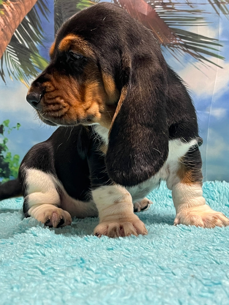 Flossie’s Tri Female B- SOLD! Thank you Bill!