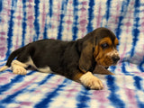 Dutchess’ Tri Color Female A- AVAILABLE