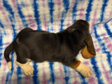 Dutchess’ Tri Color Female A- AVAILABLE