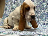 Halo’s Red and White Male (A)-AVAILABLE and READY TO GO HOME!