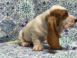 Halo’s Red and White Male (A)- AVAILABLE