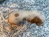 Halo’s Red and White Male (C)- AVAILABLE