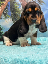 Flossie’s Tri Female B- SOLD! Thank you Bill!