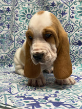 Halo’s Red and White Male (B)- AVAILABLE