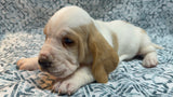 Halo’s Red and White Male (C)- AVAILABLE