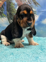 Flossie’s Tri Female B- SOLD! Thank you Bill!