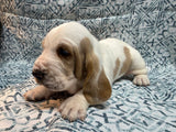 Halo’s Red and White Male (A)- AVAILABLE