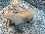 Halo’s Red and White Male (A)- AVAILABLE