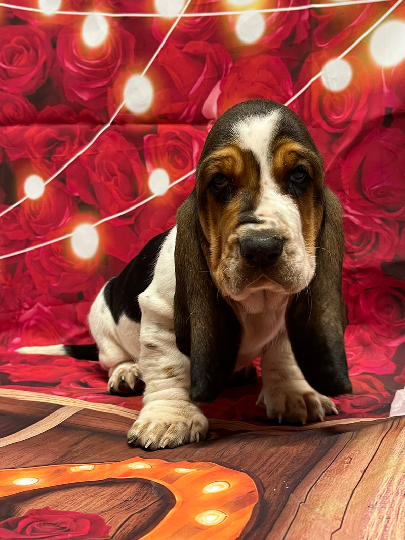 Halo’s Tri Male A-Mr. Valentine (he has a heart shape spot both sides) AVAILABLE!