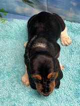 Flossie’s Tri Female B- SOLD! Thank you Bill!