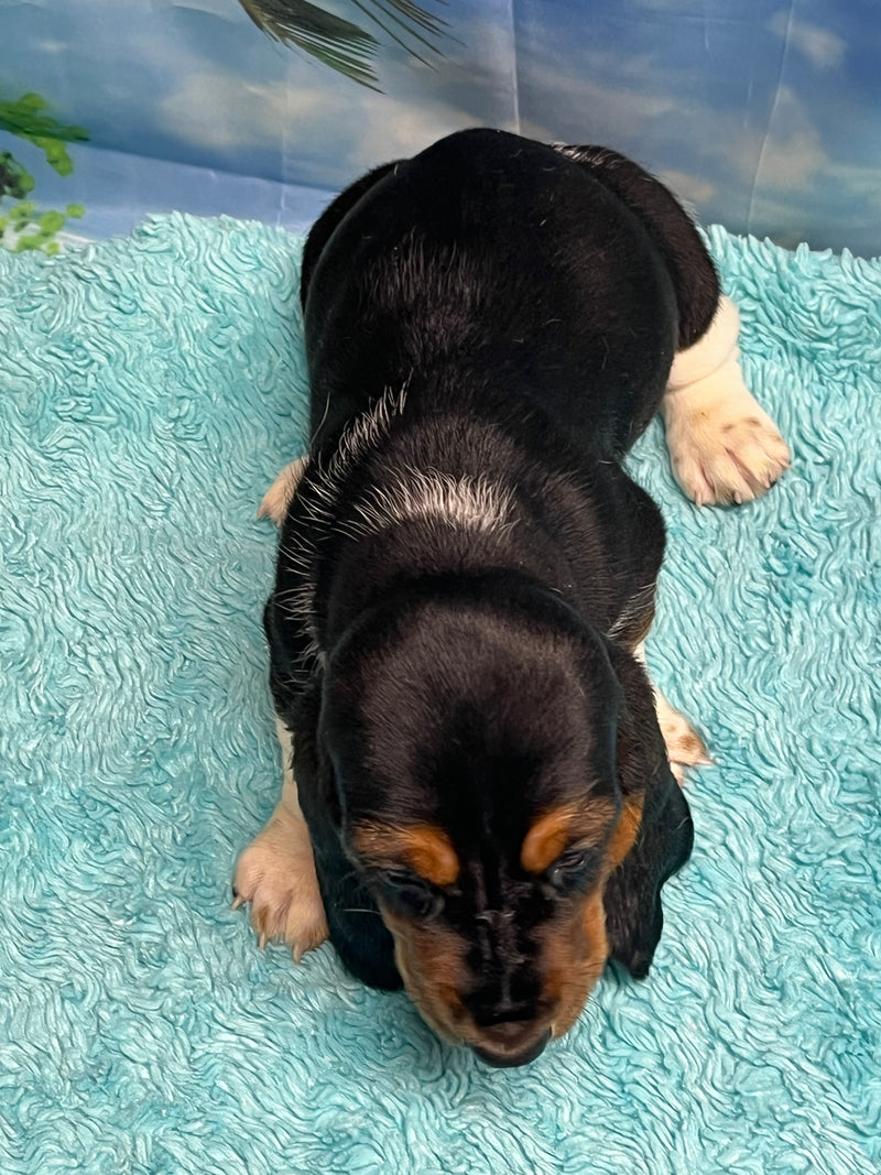Flossie’s Tri Female B- SOLD! Thank you Bill!