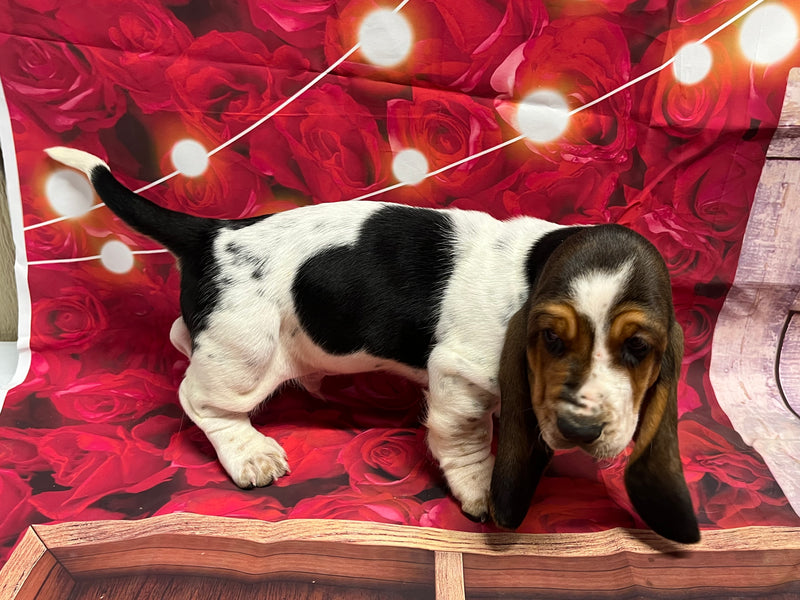 Halo’s Tri Male A-Mr. Valentine (he has a heart shape spot both sides) AVAILABLE!