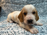 Halo’s Red and White Male (B)- AVAILABLE