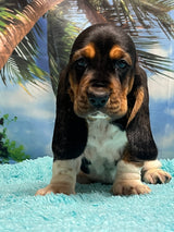 Flossie’s Tri Female B- SOLD! Thank you Bill!