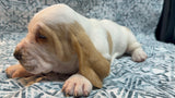 Halo’s Red and White Male (C)- AVAILABLE
