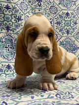 Halo’s Red and White Male (B)- AVAILABLE