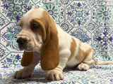 Halo’s Red and White Male (B)- AVAILABLE