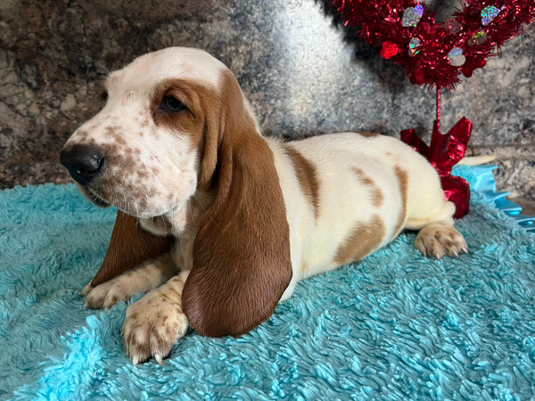 Basset hound best sale puppies dfw