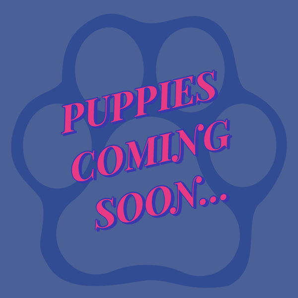 Next Puppies Due in November! We have some Adults for Adoption. See them on Upcoming Litters Page!!