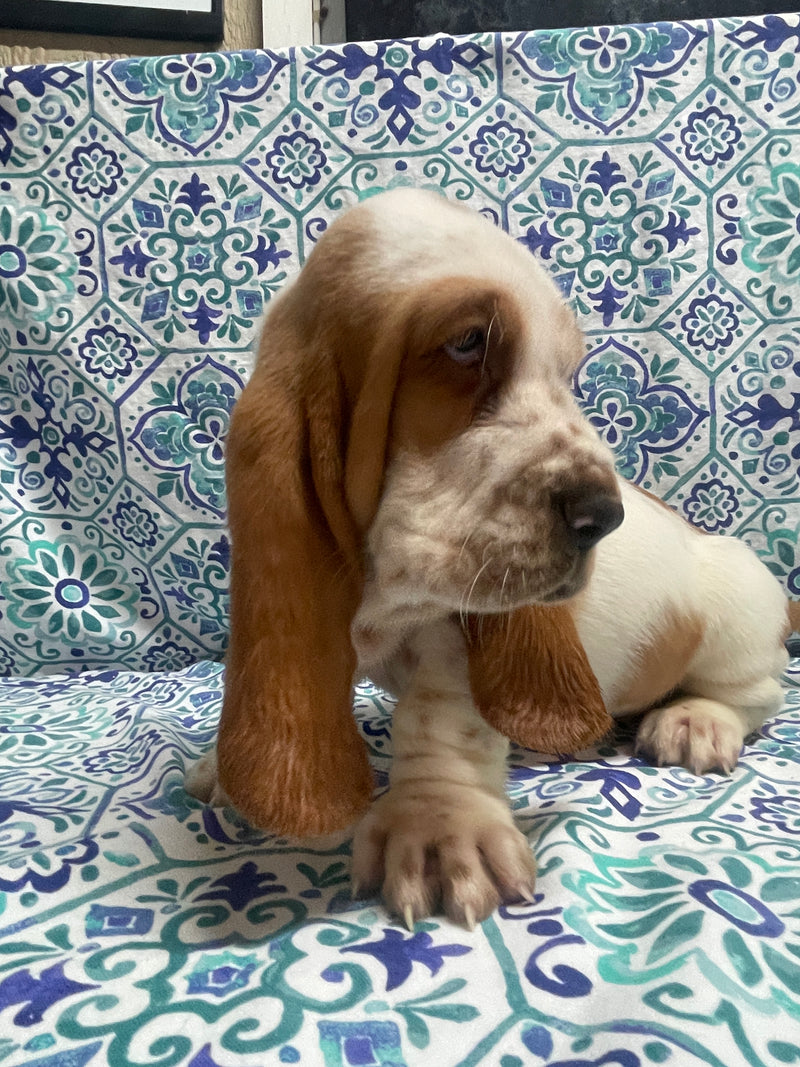 Thelma’s Red and White Male C- SOLD!