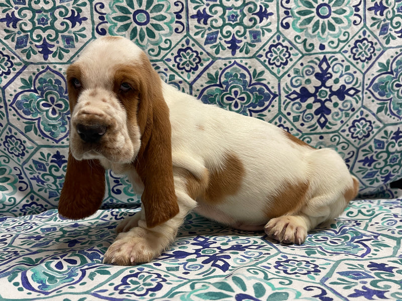 Thelma’s Red and White Male C- SOLD!