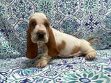 Thelma’s Red and White Male C- SOLD!