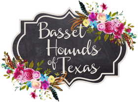 Basset Hounds of Texas